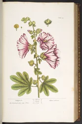 Plate 54, Hollyhocks, from 