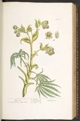 Plate 57, Bears foot, from 
