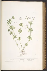 Plate 60, Wood-roof from 