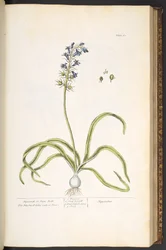 Plate 61, Hyacinth, or Hare Bells, from 
