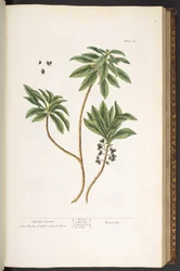 Plate 62, from 