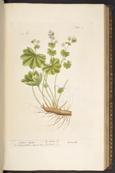 Plate 72, from 