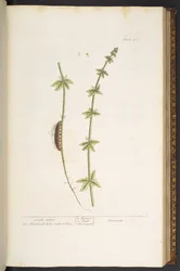 Plate 76, Cross Wort, from 