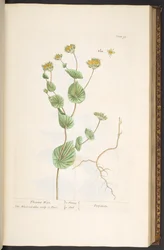 Plate 95, from 
