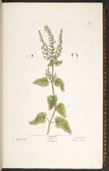 Plate 9, Wood Sage, from 