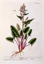Sorrel, plate 230 from 