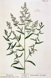 Tarragon, plate 116 from 
