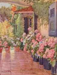 Hydrangeas on the Stoep, Paradise, Claremont