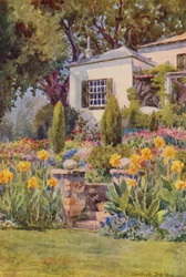 Yellow Cannas at the Steps, Bishopscourt, near Cape Town