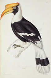 Buceros cavatus, from „A Century of Birds from the Himalaya Mountains“, 1830-32, by John Gould (1804-81)