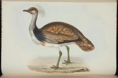 Bustard, from 