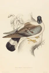 Snow Pigeon