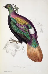 Himalayan Monal Pheasant, from 