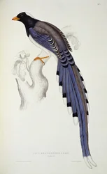 Pica Erythrorhyncha, from 