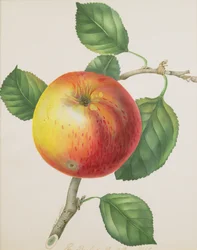 An Apple, c.1835