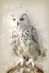 Majestic Snowy Owl Gaze