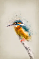 Vibrant Kingfisher Perched