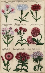 Different varieties of carnation