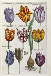 Various Tulips