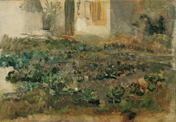 Field of Kohlrabi