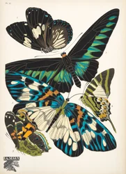Plate 10, from Papillons, pub. 1925