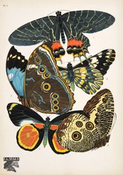 Plate 2, from Papillons, pub. 1925