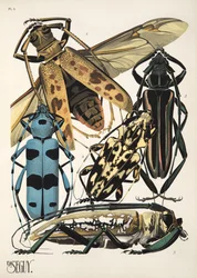 Plate 3 from Insects, pub. 1930