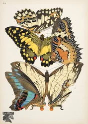 Plate 9, from Papillons