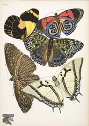 Plate 12, from Butterflies, pub. 1925