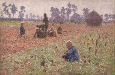 Gathering Corn
