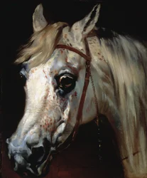 Head of an Arab horse, c.1840-50