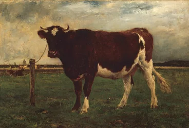 Study of a Cow