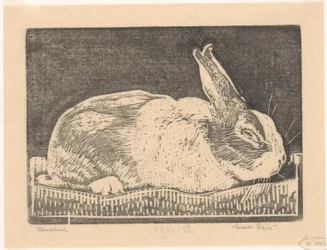 Rabbit