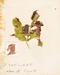 Crumpled Leaf Caterpillar