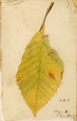 Crumpled and Withered Leaf Edge Mimicking Caterpillar