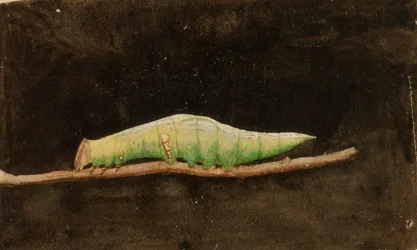 Larger Spotted Beach Leaf Edge Caterpillar, study for book Concealing Coloration in the Animal Kingdom