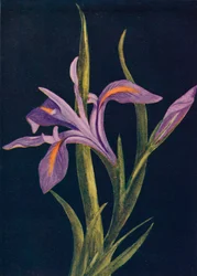 Ground Iris, c1915