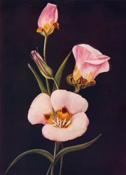 Mariposa Tulip