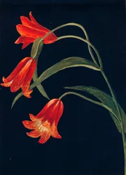 Scarlet Fritillaria, c1915
