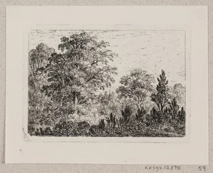 Forest Landscape
