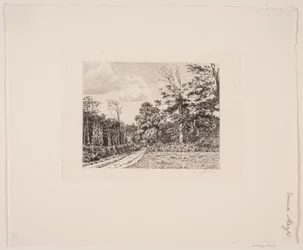 Forest Scene