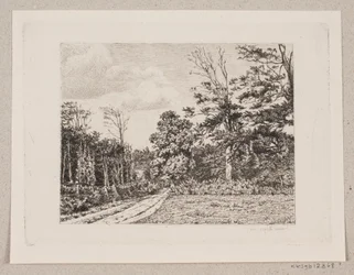 Forest Scene