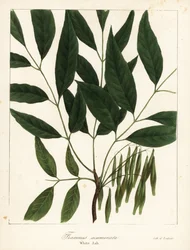 American Ash, Fraxinus americana