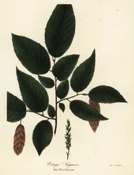 American hophornbeam, Ostrya virginiana