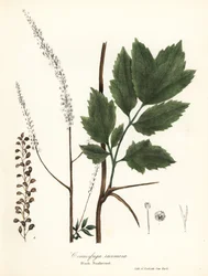 Black cohosh, black bugbane, black snakeroot or fairy candle, Actaea racemosa