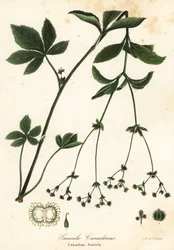 Canadian blacksnakeroot or Canadian sanicle