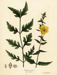 False foxglove