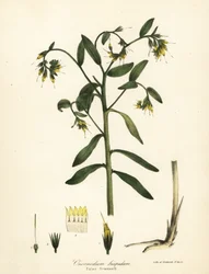 False gromwell