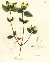 Fly honeysuckle