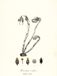 Ghost plant, ghost pipe, Indian pipe or corpse plant, Monotropa uniflora